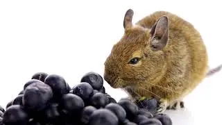Mouse Sound Effects And Video Compilation
