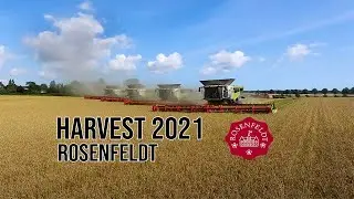 Harvest 2021 - Rosenfeldt  |  4x CLAAS Lexion 8900 TT