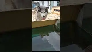 Гром маламут и новый питомец