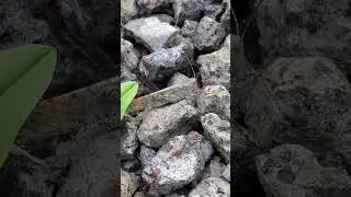 Backyard bug hunt - grasshopper camouflage