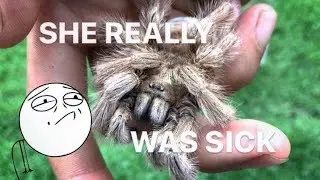 That seller REALLY SOLD ME A SICK TARANTULA ~ She’s gone. (feat. My Rabbits)
