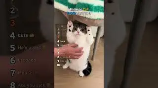 Funny cats 