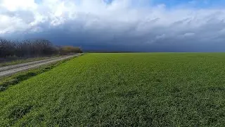 ячмень на 27.11.2023