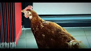 This HEN Is Eating A STORE!