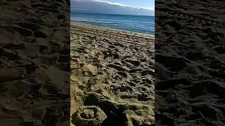 The Life of Shells (serious not serious LOL)
