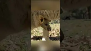 Как детёныш кенгуру попадает к маме в сумку