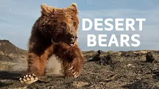 Tracking Down The World's Rarest Desert Bear | Tracing The Gobi Bear | Mongolia Documentary