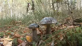 Осенний урожай
