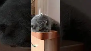 Знову п'ятниця 😂 #music #love #remix #song #artist #catsofyoutube #cat #гумор
