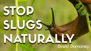 Say Goodbye To Slugs Naturally With David Domoney's Top Tips!