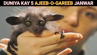 Top 5 Unique Animal In World | Xplore Facts