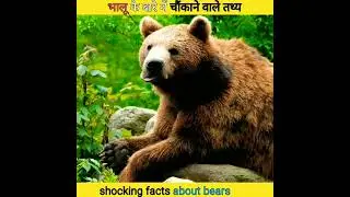 amazing facts about Bear🐻 #dailyfacts #facts #hindifacts #bear #edit #shorts