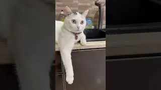 Котам не задавайте глупые вопросы 🐈