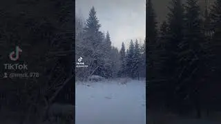 зима! лес! красота!