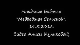Рождение бабочки "Медведицы Сельской".^