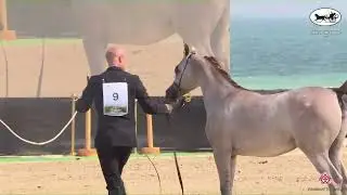 N 9 JENIN AL FIRAS   Al Dhafrah Arabian Horse Championship 2023   Yearling Fillies Class 1A