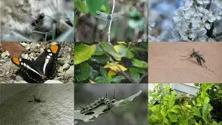 Insects for kids: pronunciation in English (with videos)