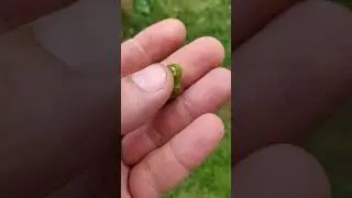 Что за редкая болезнь на винограде?!