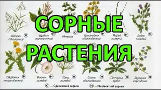 Weeds - methods (measures) of control