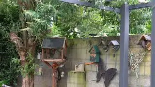 2023 07 31 Mijn tuinvogels. My garden birds.