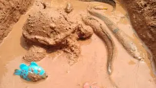 Menemukan ikan lele, ikan hias di kolam berlumpur