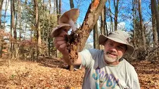 Blewits (Lepista/Clitocybe nuda) with The Mushroom Hunter