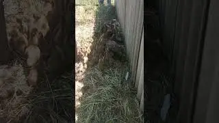 пополнение в хозяйстве