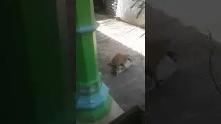 hayang ngewe