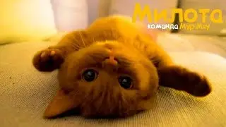 Самые Милые Видео 2017 АВГУСТ