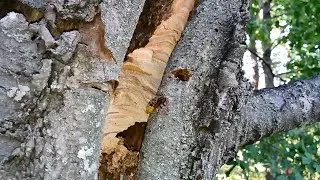 Гнездо Шершней ,18.08.2024 г