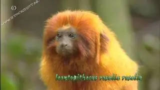 golden lion tamarin  -  gouden-leeuwaapje