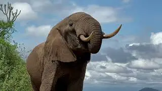 LET US SAVE THE AMBOSELI ELEPHANTS