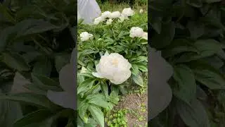 Пион “Elsa Sass” идеального сложения пион на осень 2023г.😍 