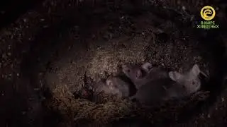 Приключения генетты. В мире животных. Анонс