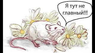ЦВЕТЫ ДЛЯ ЭЛДЖЕРНОНА НЕ ПРО МЫШОНКА | Вы не поняли эту книгу...