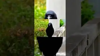 The Raven On The Catwalk