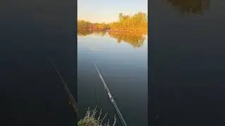 рыбалка на течении, как понять что клюёт рыба 🐟 🐟 🐟 #рыбалка #рыба #карась
