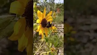 Pollinate The Planet ✨🐝 #bumblebee #cute