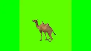 Camel running in different angles free green screen videos