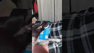 папа жаднюга