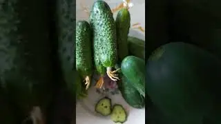 Огурцы в Шоке!