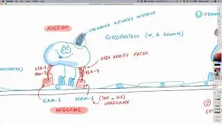 Inflammation Part 2 - Leukocyte Extravasation/Recruitment