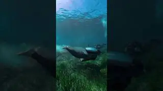 Learning How to Fly Underwater!
