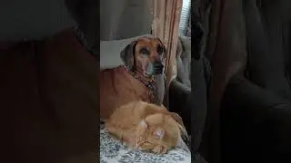 Ника #родезийскийриджбек #собака #кошка