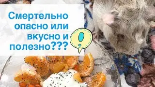 ТОП 10 ПРОТИВОРЕЧИВЫХ ПРОДУКТОВ ДЛЯ МОРСКИХ СВИНОК // ПОЛЕЗНО ИЛИ ВРЕДНО??? // обзор часть 1 ОВОЩИ