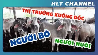 How to Raise Cattle Effectively in a Challenging Market?