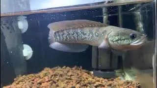 channa asiatica ws gondrong