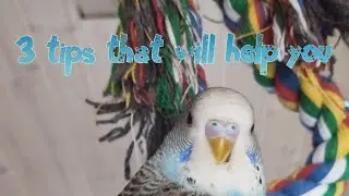 How to gain your bird's trust