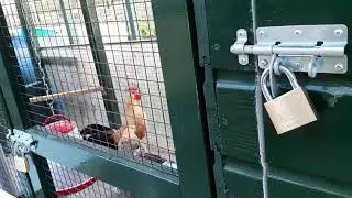 All roosters in the kitchengardens