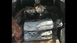 Добыча КАРАГАЧА.  Extraction of KARAGACH